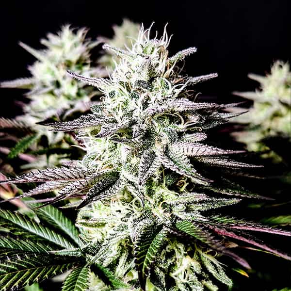Mimosa semilla > Pure Instinto | Semillas feminizadas  |  Sativa